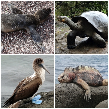 Amazing creatures in San Crsitobal - a baby sealion, giant tortoise, blue footed boobie and iguana 