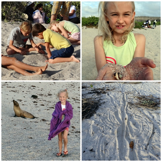 Friends, Crabs, Sealions and Iguana trails at La Loberia