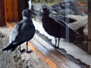 The rare Lava gull, or is it a pair?
