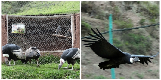 Up close with condors -  tricky to focus on them flying for a half decent shot when they're almost grabbing you!