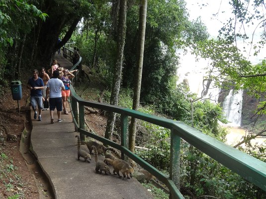 We spot the Coatis on the path - they dont look very ferocious!