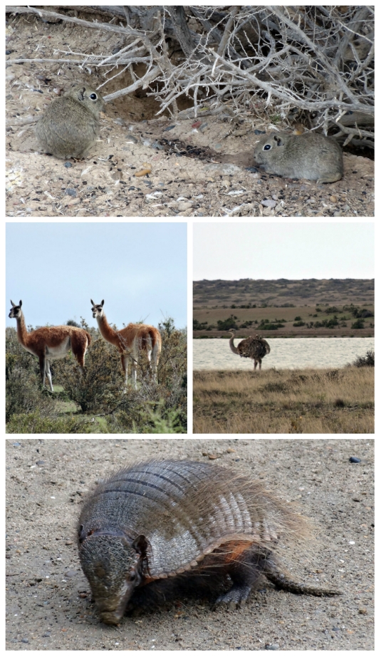 Cute grey rodents, guanacos, emus and the first hairy armadillo we see!