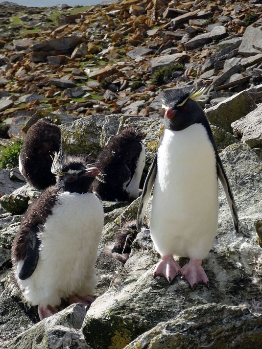 The rockhoppers are tiny compared to the king penguins and have funny haircuts!