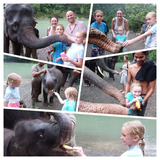 The elephants have more fun with us after the bathing and showering! Sumatra