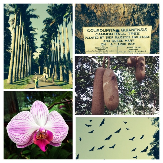 Tall trees, cannon trees - planted by George V, sausag trees, a few thousand bats and an orchid - Kandy's Royal Botanical Gardens 