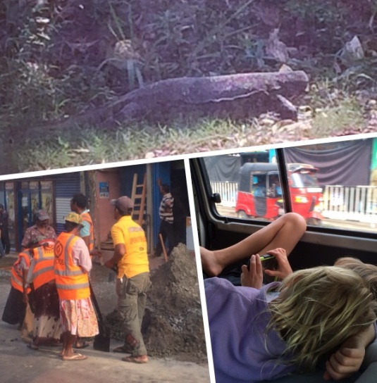 On the road to Kandy - water monitor, roadwork and screentime! 